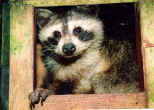 Ti racoon