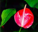 Anthurium